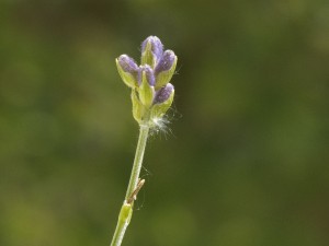Lavendelbluete-treibt-aus